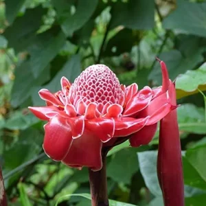 Red Torch Ginger Seeds Etlingera Elatior Tropical Flowering Plant Outdoor 5 Pcs - Image 3