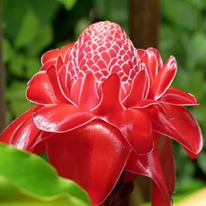 Red Torch Ginger Seeds Etlingera Elatior Tropical Flowering Plant Outdoor 5 Pcs - Image 4
