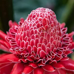 Red Torch Ginger Seeds Etlingera Elatior Tropical Flowering Plant Outdoor 5 Pcs - Image 5