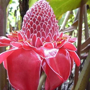 Red Torch Ginger Seeds Etlingera Elatior Tropical Flowering Plant Outdoor 5 Pcs - Image 6