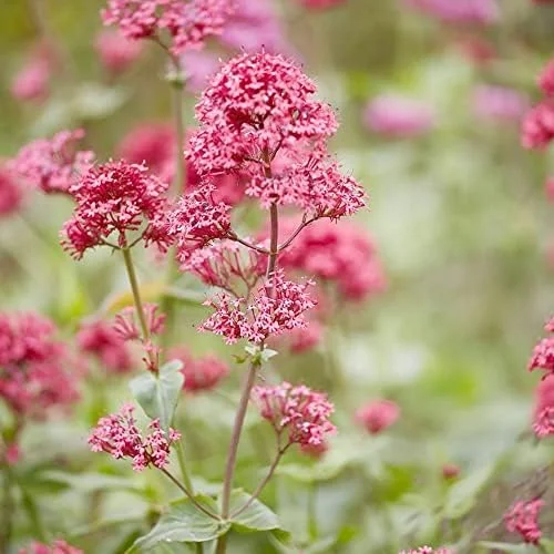 Red Valerian Seeds 50Pcs Perennial Cut Flower Fragrant Deer Resistant Drought Tolerant Attracts Pollinators