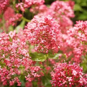 Alternative view of Red Valerian Seeds 50Pcs Perennial Cut Flower Fragrant Deer Resistant Drought Tolerant Attracts Pollinators