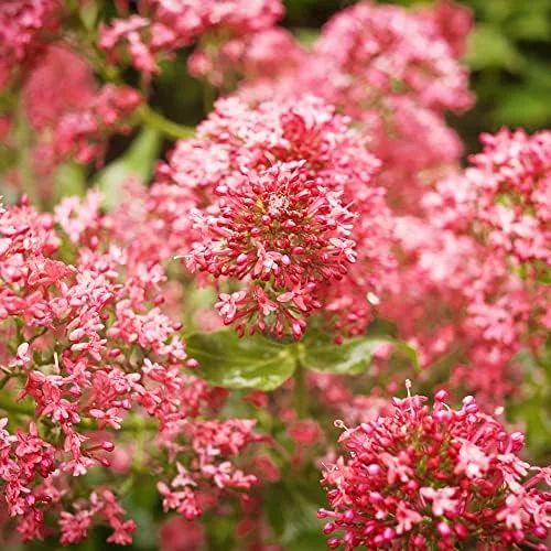 Red Valerian Seeds 50Pcs Perennial Cut Flower Fragrant Deer Resistant Drought Tolerant Attracts Pollinators - Image 2