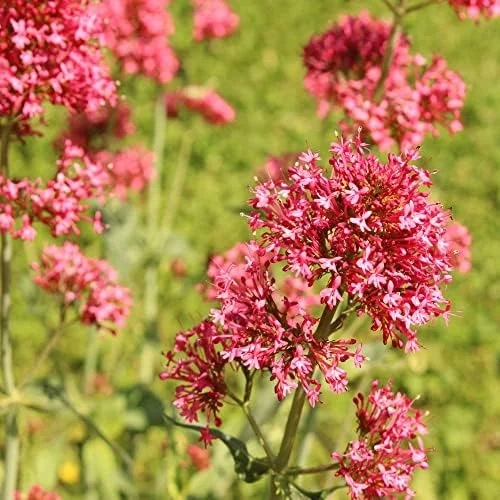 Red Valerian Seeds 50Pcs Perennial Cut Flower Fragrant Deer Resistant Drought Tolerant Attracts Pollinators - Image 3
