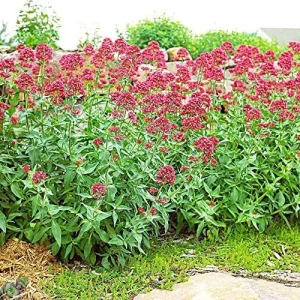 Red Valerian Seeds 50Pcs Perennial Cut Flower Fragrant Deer Resistant Drought Tolerant Attracts Pollinators - Image 4