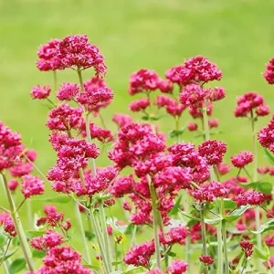 Red Valerian Seeds 50Pcs Perennial Cut Flower Fragrant Deer Resistant Drought Tolerant Attracts Pollinators - Image 5