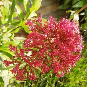 Red Valerian Seeds 50Pcs Perennial Cut Flower Fragrant Deer Resistant Drought Tolerant Attracts Pollinators - Image 6