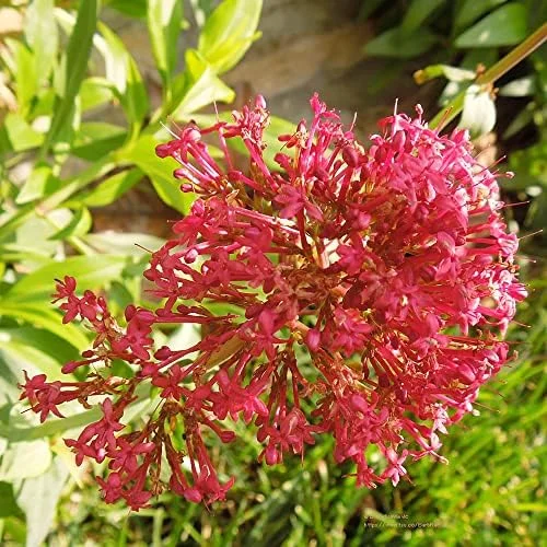 Red Valerian Seeds 50Pcs Perennial Cut Flower Fragrant Deer Resistant Drought Tolerant Attracts Pollinators - Image 6
