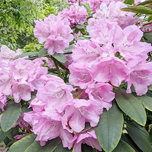 Rhododendron Maximum Seeds 50Pcs Pink Ornamental Evergreen Rabbit Resistant Showy - Image 2