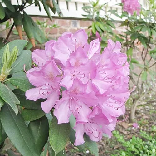 Rhododendron Maximum Seeds 50Pcs Pink Ornamental Evergreen Rabbit Resistant Showy - Image 3