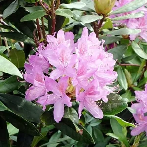 Rhododendron Maximum Seeds 50Pcs Pink Ornamental Evergreen Rabbit Resistant Showy - Image 4