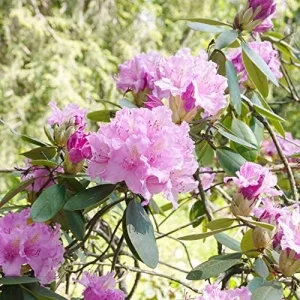 Rhododendron Maximum Seeds 50Pcs Pink Ornamental Evergreen Rabbit Resistant Showy - Image 5