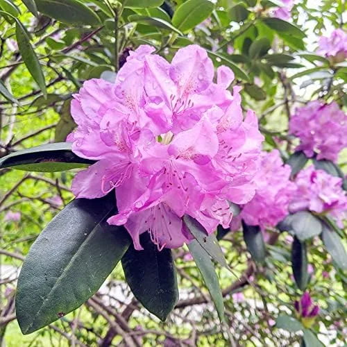 Rhododendron Maximum Seeds 50Pcs Pink Ornamental Evergreen Rabbit Resistant Showy - Image 6