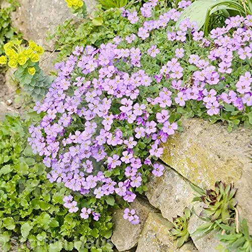 Rock Cress Seeds Rainbow Perennial Attracts Pollinators Deer Resistant Drought Tolerant Ground Cover 400Pcs - Image 2