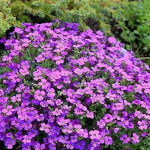 Rock Cress Seeds Rainbow Perennial Attracts Pollinators Deer Resistant Drought Tolerant Ground Cover 400Pcs - Image 3