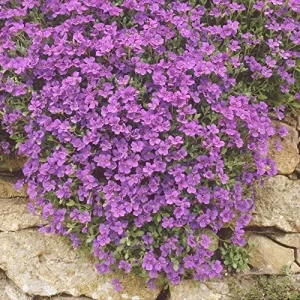 Rock Cress Seeds Rainbow Perennial Attracts Pollinators Deer Resistant Drought Tolerant Ground Cover 400Pcs - Image 4