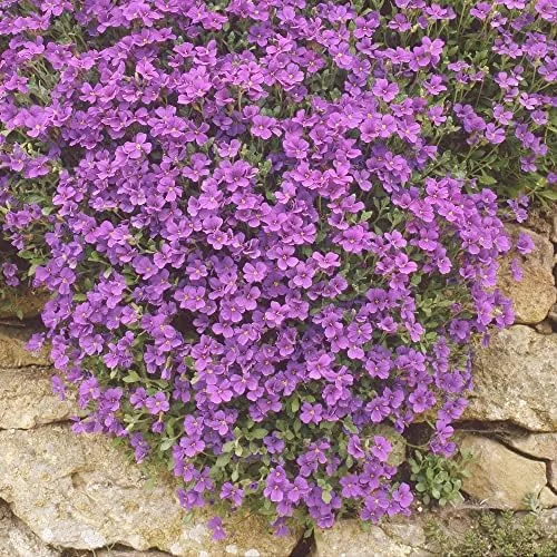 Rock Cress Seeds Rainbow Perennial Attracts Pollinators Deer Resistant Drought Tolerant Ground Cover 400Pcs - Image 4