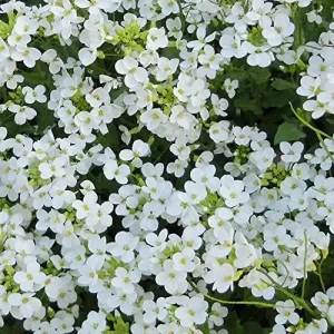 Rock Cress Seeds Rainbow Perennial Attracts Pollinators Deer Resistant Drought Tolerant Ground Cover 400Pcs - Image 5