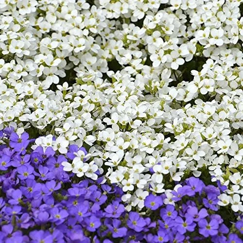 Rock Cress Seeds Rainbow Perennial Attracts Pollinators Deer Resistant Drought Tolerant Ground Cover 400Pcs - Image 6