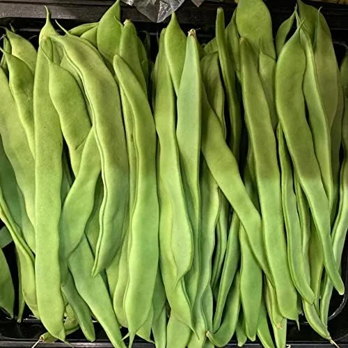 Romano Pole Bean Seeds - Italian Flat Bean - Tender Texture, Rich Flavor - Green Vegetable Seeds - 100 Count - Outdoor Garden Planting - Image 2