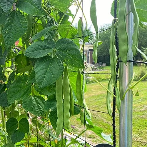 Romano Pole Bean Seeds - Italian Flat Bean - Tender Texture, Rich Flavor - Green Vegetable Seeds - 100 Count - Outdoor Garden Planting - Image 3