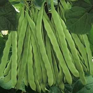 Romano Pole Bean Seeds - Italian Flat Bean - Tender Texture, Rich Flavor - Green Vegetable Seeds - 100 Count - Outdoor Garden Planting - Image 4