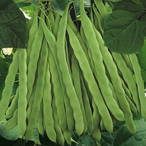 Romano Pole Bean Seeds - Italian Flat Bean - Tender Texture, Rich Flavor - Green Vegetable Seeds - 100 Count - Outdoor Garden Planting - Image 4