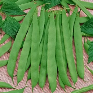 Romano Pole Bean Seeds - Italian Flat Bean - Tender Texture, Rich Flavor - Green Vegetable Seeds - 100 Count - Outdoor Garden Planting - Image 6