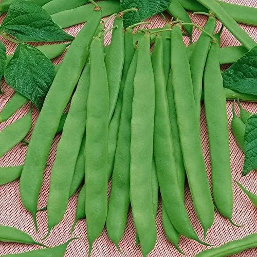 Romano Pole Bean Seeds - Italian Flat Bean - Tender Texture, Rich Flavor - Green Vegetable Seeds - 100 Count - Outdoor Garden Planting - Image 6