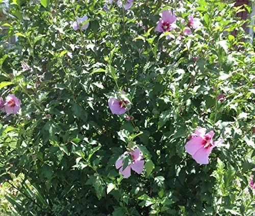 Rose of Sharon Hibiscus Seeds - 50 Count Pack - Cold Hardy Perennial Flower Seeds