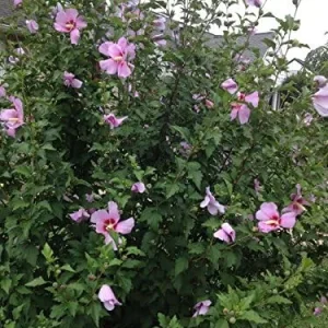 Alternative view of Rose of Sharon Hibiscus Seeds - 50 Count Pack - Cold Hardy Perennial Flower Seeds