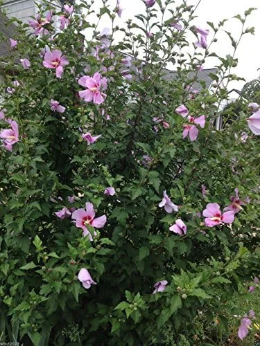 Rose of Sharon Hibiscus Seeds - 50 Count Pack - Cold Hardy Perennial Flower Seeds - Image 2