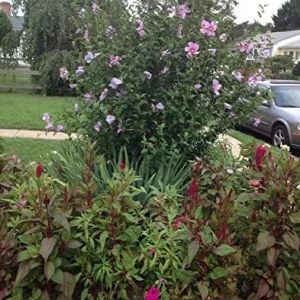 Rose of Sharon Hibiscus Seeds - 50 Count Pack - Cold Hardy Perennial Flower Seeds - Image 3