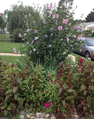 Rose of Sharon Hibiscus Seeds - 50 Count Pack - Cold Hardy Perennial Flower Seeds - Image 3