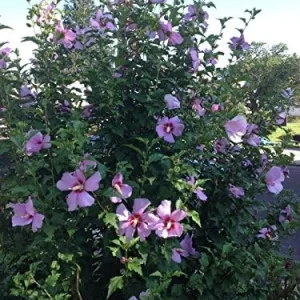 Rose of Sharon Hibiscus Seeds - 50 Count Pack - Cold Hardy Perennial Flower Seeds - Image 4