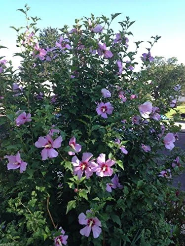 Rose of Sharon Hibiscus Seeds - 50 Count Pack - Cold Hardy Perennial Flower Seeds - Image 4