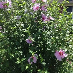 Rose of Sharon Hibiscus Seeds - 50 Count Pack - Cold Hardy Perennial Flower Seeds - Image 5
