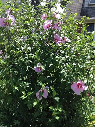 Rose of Sharon Hibiscus Seeds - 50 Count Pack - Cold Hardy Perennial Flower Seeds - Image 5