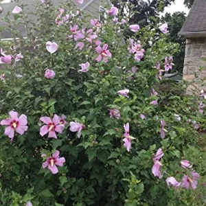 Rose of Sharon Hibiscus Seeds - 50 Count Pack - Cold Hardy Perennial Flower Seeds - Image 6