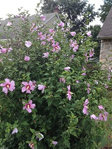 Rose of Sharon Hibiscus Seeds - 50 Count Pack - Cold Hardy Perennial Flower Seeds - Image 6