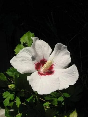 Rose of Sharon Hibiscus Syriacus Seeds 50 Count White & Hot Pink Flower Tree Bush