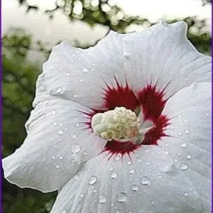 Alternative view of Rose of Sharon Hibiscus Syriacus Seeds 50 Count White & Hot Pink Flower Tree Bush