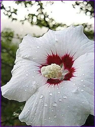 Rose of Sharon Hibiscus Syriacus Seeds 50 Count White & Hot Pink Flower Tree Bush - Image 2