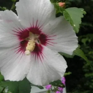 Rose of Sharon Hibiscus Syriacus Seeds 50 Count White & Hot Pink Flower Tree Bush - Image 3