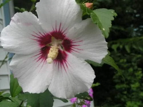 Rose of Sharon Hibiscus Syriacus Seeds 50 Count White & Hot Pink Flower Tree Bush - Image 3