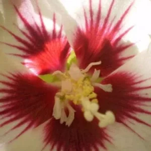 Rose of Sharon Hibiscus Syriacus Seeds 50 Count White & Hot Pink Flower Tree Bush - Image 4