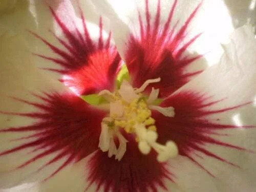 Rose of Sharon Hibiscus Syriacus Seeds 50 Count White & Hot Pink Flower Tree Bush - Image 4