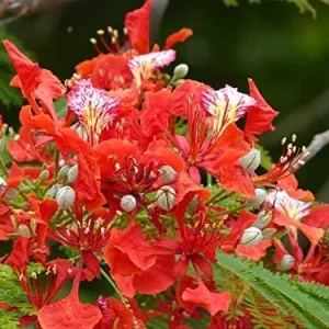 Royal Poinciana Seeds 20 Pack Delonix Regia Flamboyant Flame Tree Gulmohar B6 Orange Red