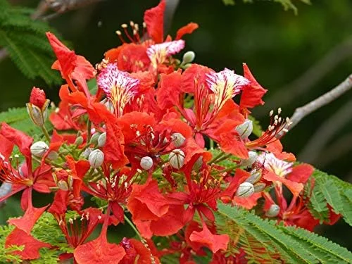 Royal Poinciana Seeds 20 Pack Delonix Regia Flamboyant Flame Tree Gulmohar B6 Orange Red