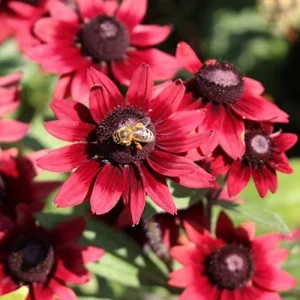 Alternative view of Rudbeckia hirta Cherry Brandy Seeds Black-Eyed Susan Flower Seeds 30Pcs Red Perennial